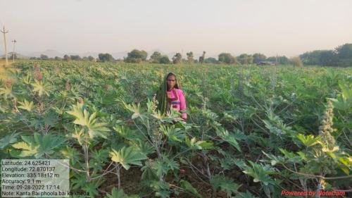 Castor field of Kanta Bai