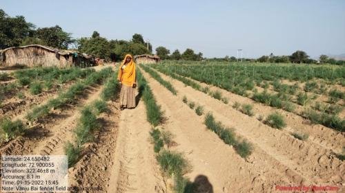 Fennel Field Vanju Bai