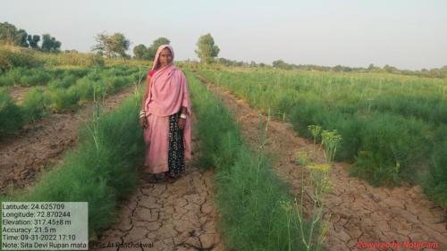 Fennel field Sita Bai